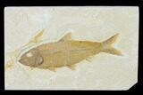 Detailed Fossil Fish (Knightia) - Wyoming #137971-1